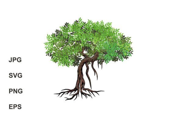 Mangrove Tree Illustrations